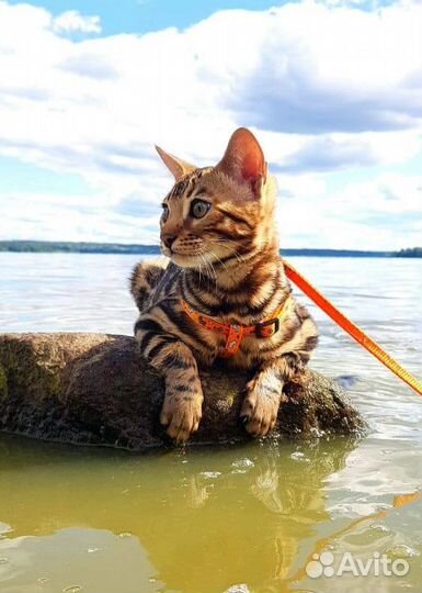 Бенгальские котята