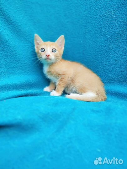 Рыжий котик,2 мес в дар
