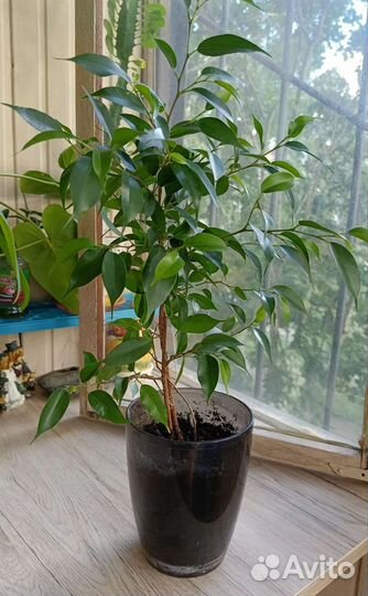 Фикус бенджамина
