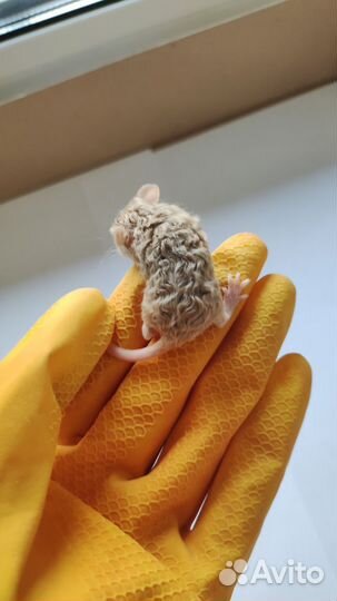 Декоративные мыши тексели