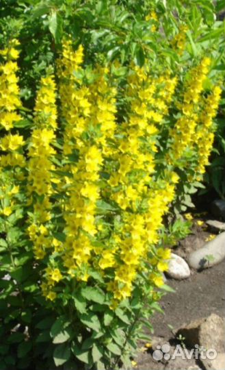 Многолетники