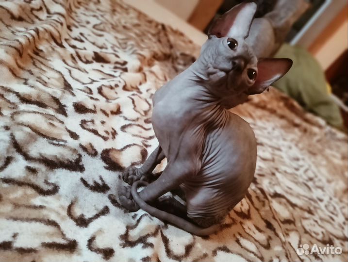 Канадский сфинкс котенок девочка