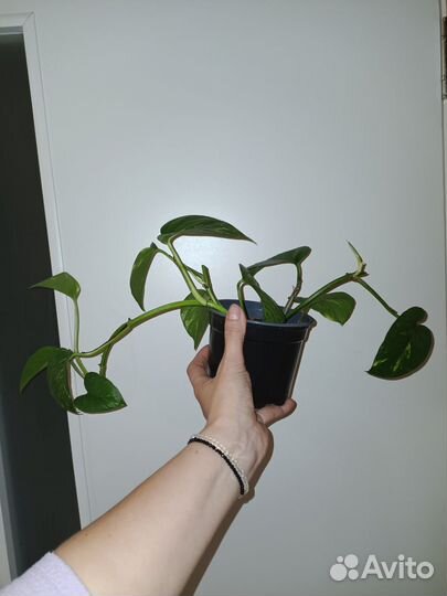 Сциндапсус золотистый