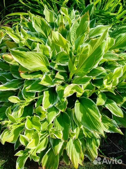 Хоста растение