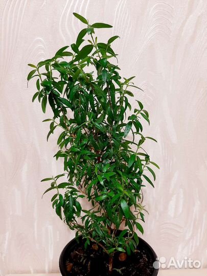 Мирт. Комнатные цветы