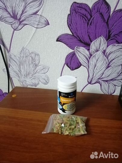 Черепаха с аквариумом