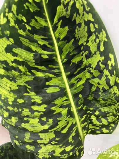 Диффембахия везувий