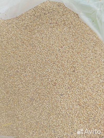 Семена газонной травы