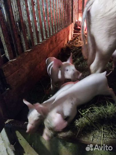 Поросенок ландрас