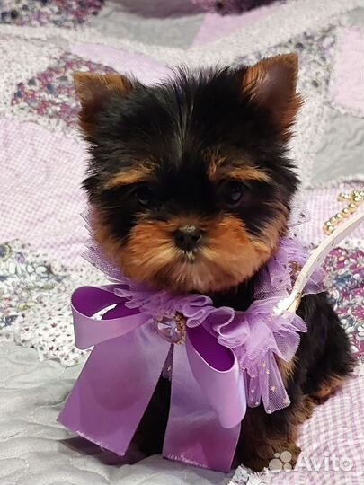Йоркширский терьер Мини Девочка Бэби Фэйс