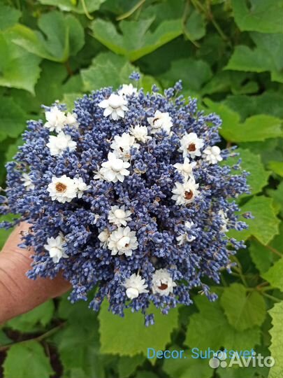 Букет из сухоцветов