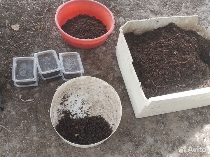 Дендробена, Навозные, Овражные,Зелёные