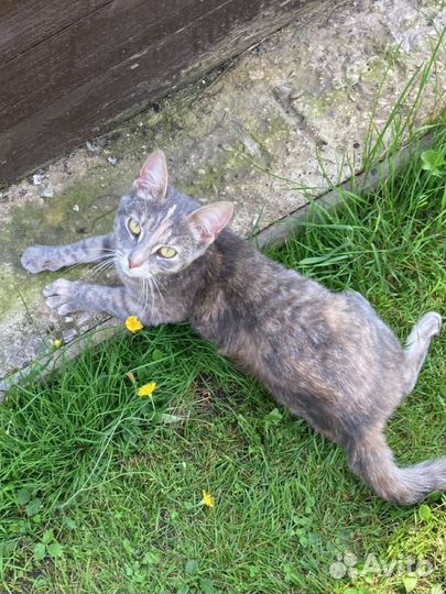 Кошка в добрые руки