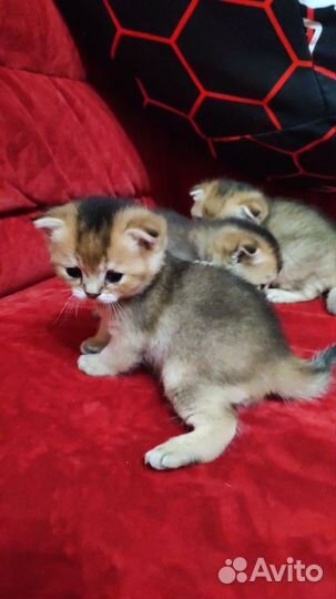 Шотландские котята