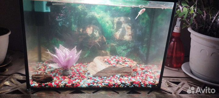 Аквариум