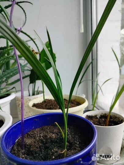 Финиковая пальма