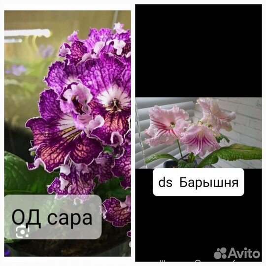 Стрептокарпусы
