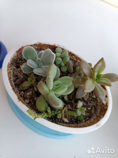 Суккуленты набор
