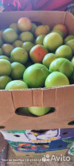 Помидоры зеленые