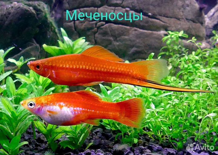 Рыбки разные