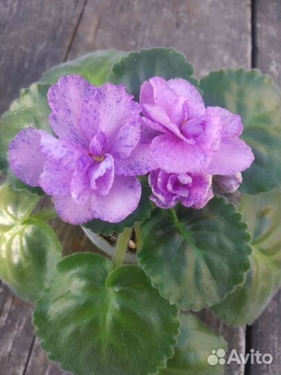 Фиалка ле-Писанка