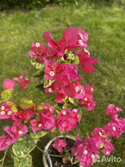 Бугенвиллия