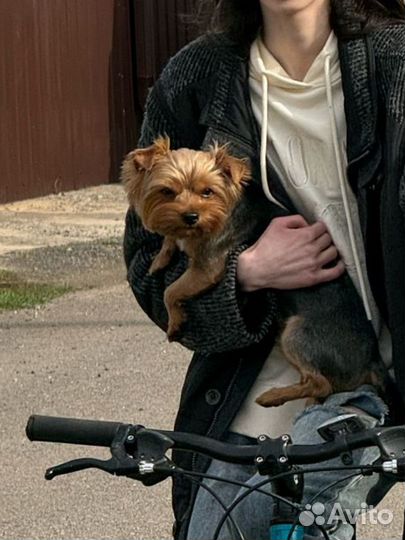 Вязка собак йорк