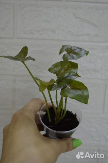 Сингониум подофиллум бэрри