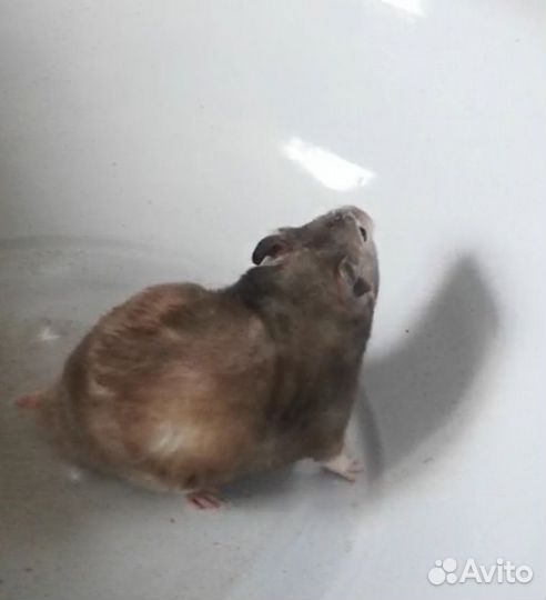 Сирийский хомяк и крыса белая с клетками