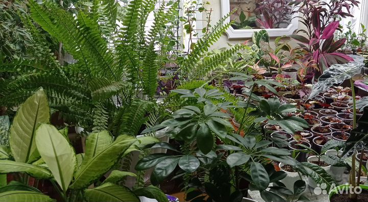 Кротон, диффенбахии, папоротник, адениум, алоэВера
