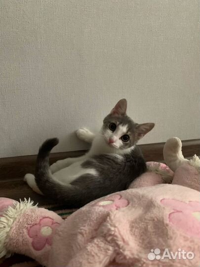 Кошечка Люся