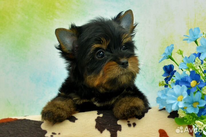 Цветной йорк, мальчик Лаки