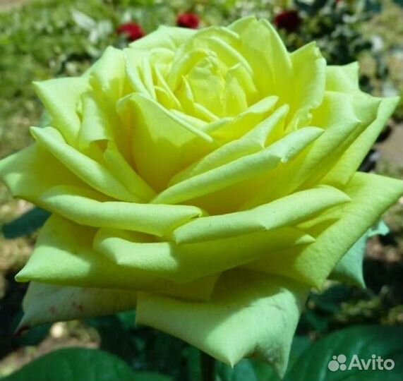 Розы сортовые