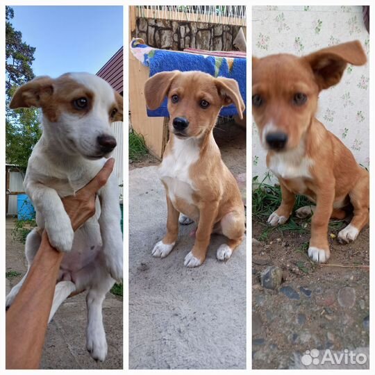 Щенки бесплатно