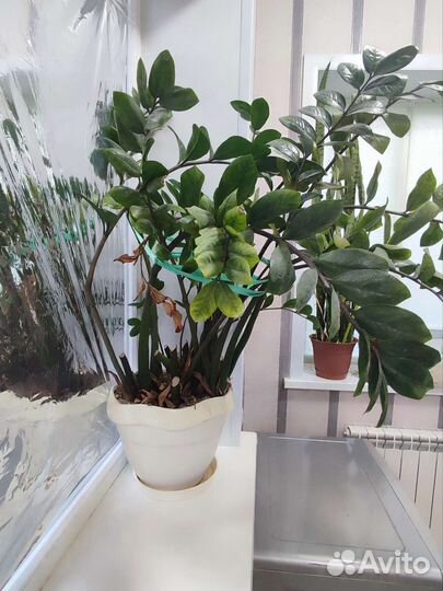 Замиокулькас