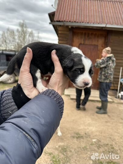 Щенки лайки в добрые руки