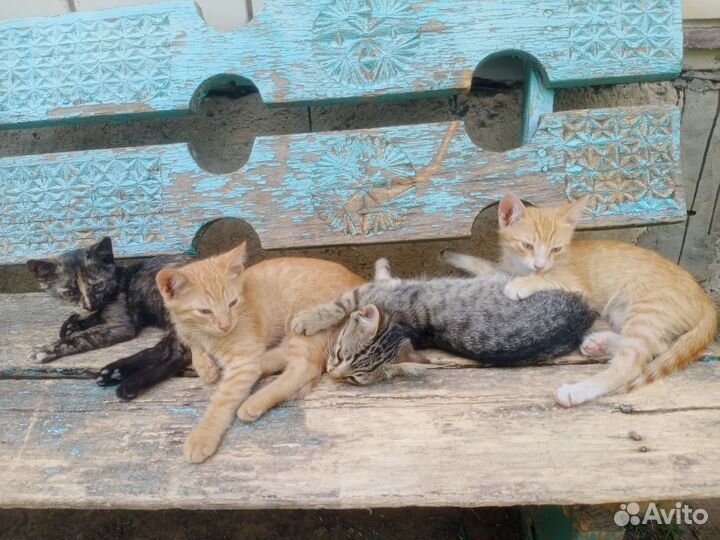 Котята в добрые руки бесплатно