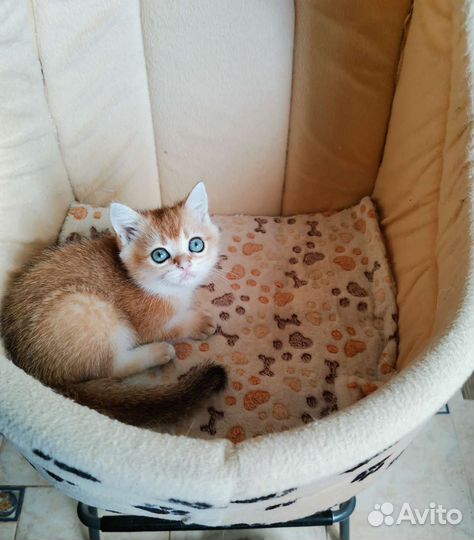 Котята золотая шиншилла