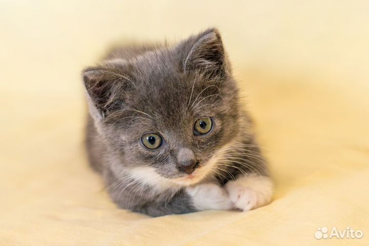 Дымчатый котенок ищет семью