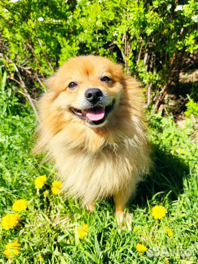 Кобель шпиц ищет невесту на вязку, нам нужен щенок