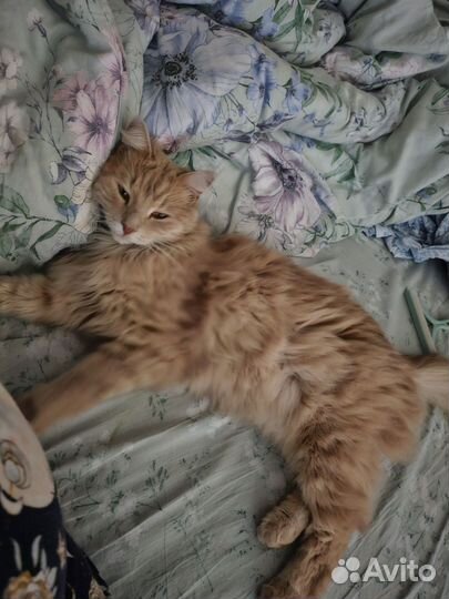 Кошка в дар бесплатно