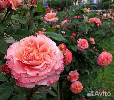 Роза Августа Луиза