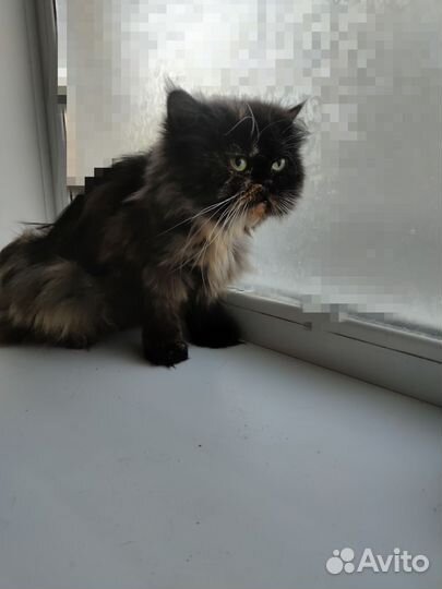 Кошка перс