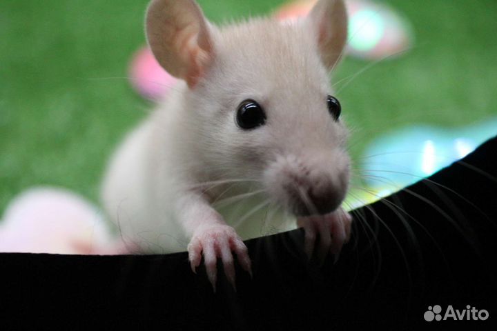 Крысята крыса дамбо рекс питомник