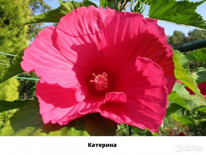 Гибискус саженцы (травянистый)