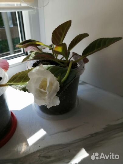 Глоксиния цветущая