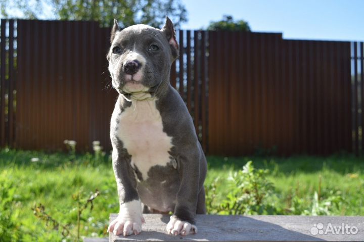 Девочка стафф