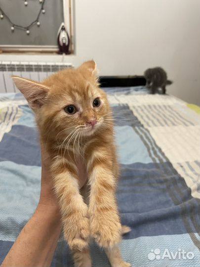 Котята