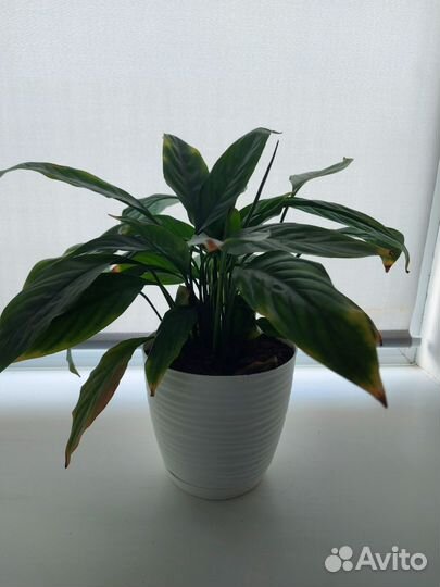 Спатифиллум