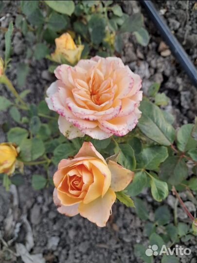 Роза Жёлтый пион